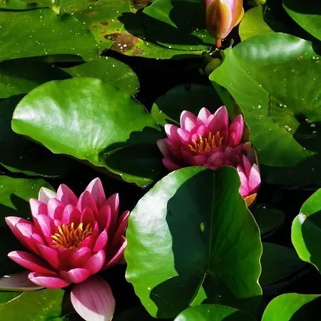 Port Jablonka 3* Nidzica